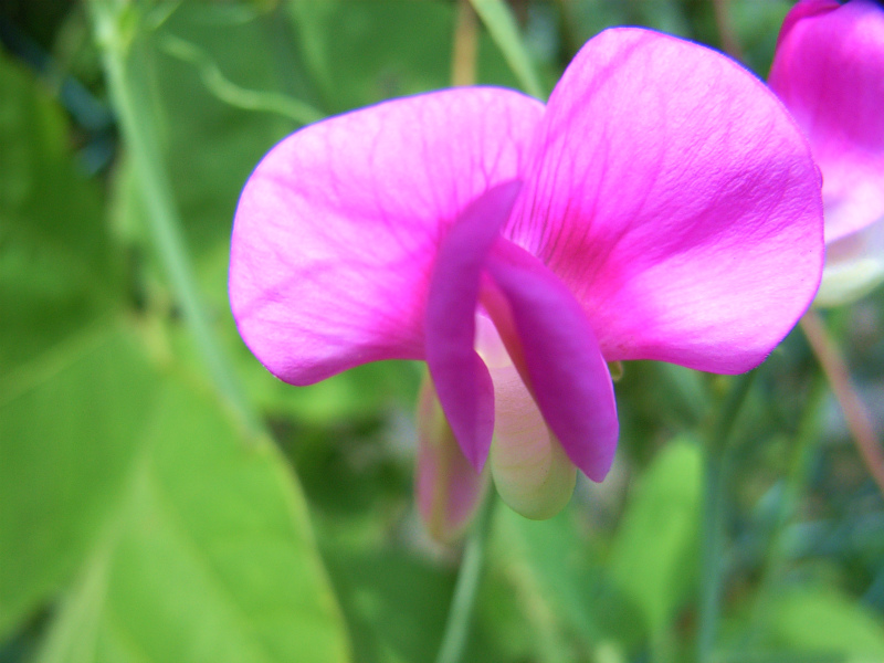 大豆の花